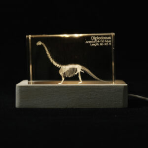 Diplodocus